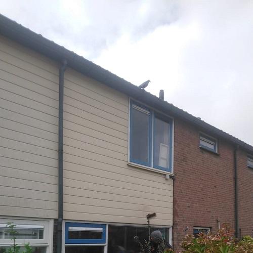 Reiniging gevelbekleding en dakgoten ’t Zand September 2025