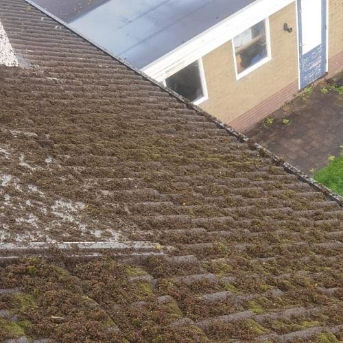 Reiniging dak en dakgootrand Lange Weide Oudendijk November 2025